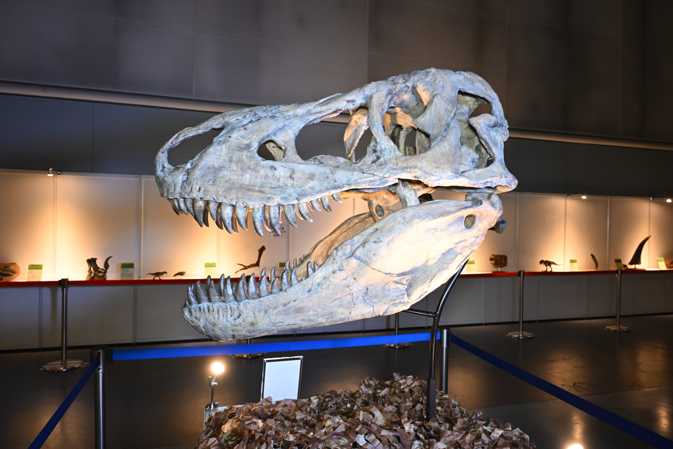 タルボサウルスの頭骨